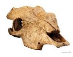 Exo Terra - Buffalo Skull / PT2857