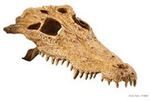 Exo Terra - Crocodile Skull / PT2856