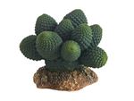 Hobby - Cactus Atacama - 7 cm