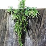 JBL - TerraPlanta Madagascar Bambus L