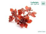 Ludwigia Super Red