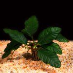 Anubias barteri var. coffeefolia