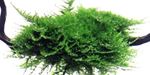 Moss Vesicularia montagnei In-Vitro