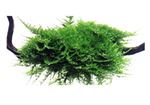 Moss Vesicularia sp. Triangelmoss pad 10 x 10 cm