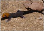 Gecko yellow-headed