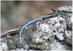 Pacific blue tailed skink