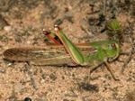 Locusta migratoria (lacuste)