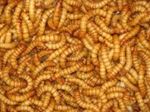 Tenebrio molitor (Viermi Mealworms)