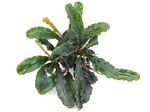 Bucephalandra spec Wavy Leaf