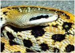 Beauty snake Orthriophis taeniurus