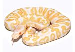 Piton minge albino (Python regius)