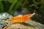 Cardinia Orange shrimp