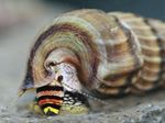 Neritina snail king