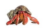 Coenobita sp. - Hermit crab