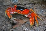 Gecarinus ruricola  Land Crab