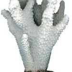 Croci - Coral