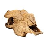 Exo Terra - Decor Buffalo Skull - PT2857