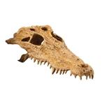 Exo Terra - Decor Crocodile Skull - PT2856
