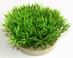 Hagen - Sydeco Planta Green Moss - 7 cm
