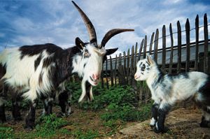 Alfamix Goat - 15 kg