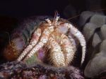 Hermit crab Dardanus