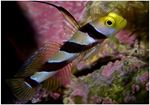 Black ray goby