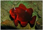 Clownfish maro (Premnas biaculeatus)