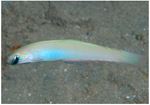 Monofin dartfish (Ptereleotris monoptera)