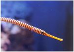 Multi-banded Pipefish
