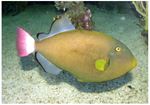 Pinktail triggerfish (Melichthys vidua)