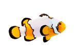 Premium Snowflake Clownfish