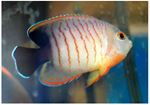 Red Stripe Angelfish (Centropyge eibli)