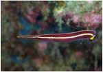 Yellow Stripe Clingfish (Diademichthys lineatus)
