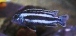 Melanochromis cyaneorhabdos