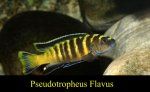 Pseudotropheus flavus