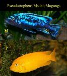 Pseudotropheus msobo Magunga