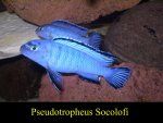 Pseudotropheus socolofi