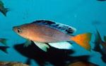 Cyprichromis Mbita Grandiosus