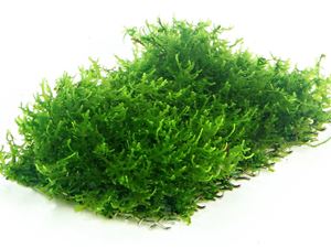 Coral moss Riccardia chamedryfolia pad