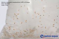 Marine Copepods PE-bags live (Y948 - 25 x 90 ml)