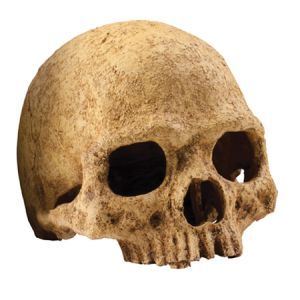 Exo Terra - Decor Primate Skull - PT2855