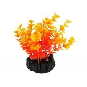 Resun - Cardamine Orange 10 cm