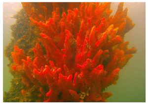 Red Ridge Sponge (Porifera sp.)