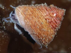 Tectus fenestralis / Turban snail
