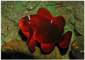 Clownfish maro (Premnas biaculeatus)