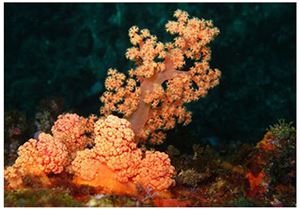 Red Orange Silk Coral