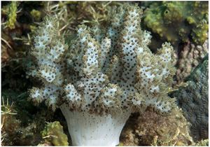 Young soft coral (Cladiella sp.)