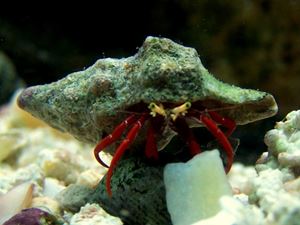 Redleg Hermit crab Paguristes