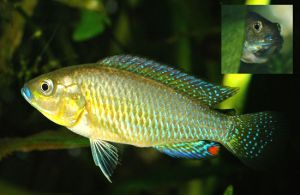 Pseudocrenilabrus multicolor